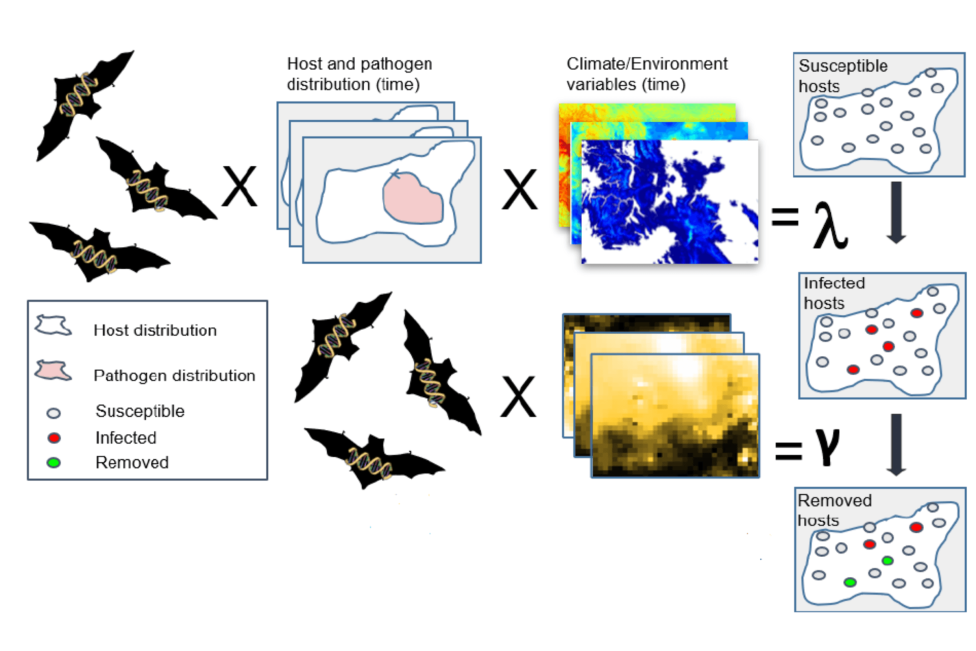 Disease dynamics embedded within a spatial eco-evolutionary modelling framework. Credit: National Science Foundation (Grant No. 2407848) https://batfungiproject.wordpress.com/
