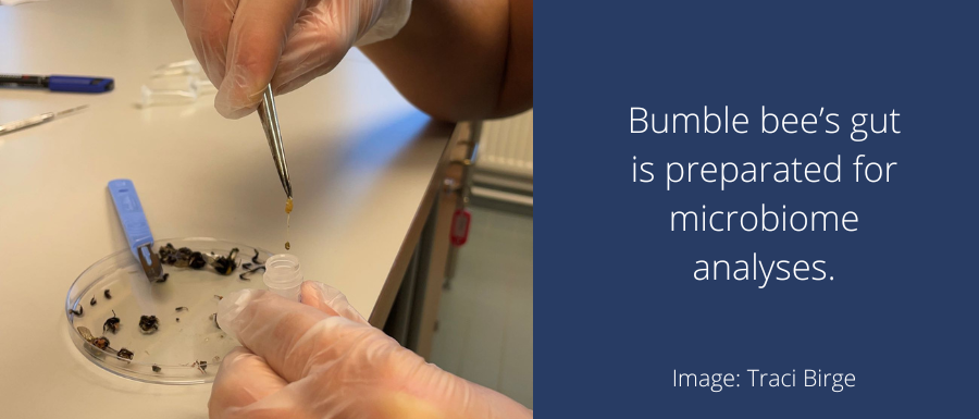 Bumble bee's gut is preparated for microbiome analyses. Image: Traci Birge