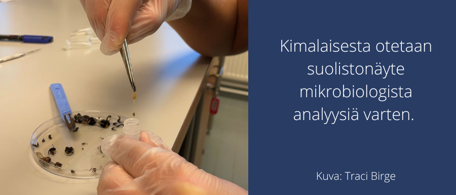 Kimalaisia astiassa. Vieressä teksti: Kimalaisesta otetaan suolistonäyte mikrobiologista analyysiä varten.