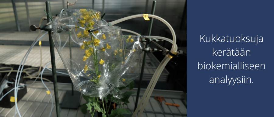Kukka läpinäkyvässsä pussissa, taustalla laitteita. Vieressä teksti: Kukkatuoksuja kerätään biokemialliseen analyysiin.